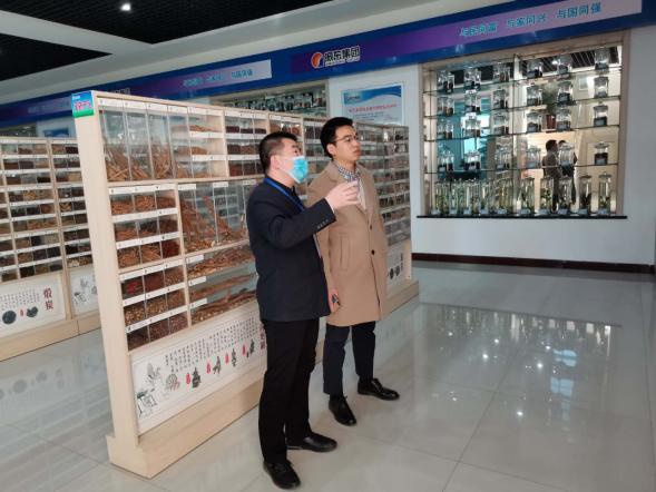 依托潞黨參和連翹兩大優質特色中藥材，平順縣向國家現代農業產業園邁進