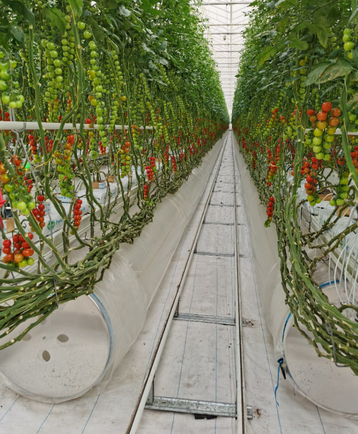 依托非耕地高效設(shè)施農(nóng)業(yè)，民樂縣著力打造特色戈壁農(nóng)業(yè)國家現(xiàn)代農(nóng)業(yè)產(chǎn)業(yè)園