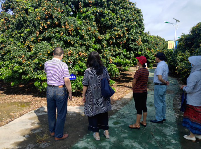 龔州大地，龍眼飄香-平南現代農業正釋放科技創新活力