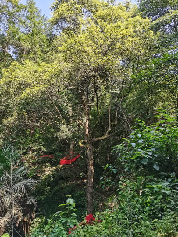 發(fā)力五型經(jīng)濟(jì)，著力打造“中國龍腦之都”