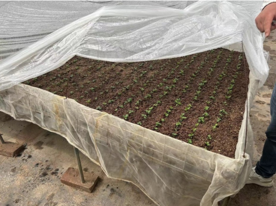 加強農業產業布局規劃，民樂縣向農業強縣進發